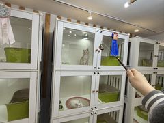 -青奢宠物·青奢猫舍