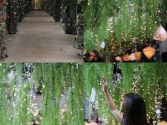 -正佳雨林生态植物园