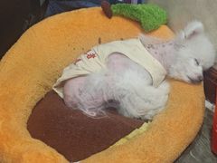 -宠爱国际动物医院· 猫科· 外科·中兽医(长白店)