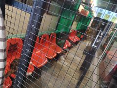 -猫咪博物馆(顶澳仔猫街店)