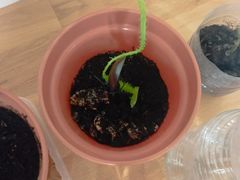 -瑞幸咖啡(紫金数码园店)