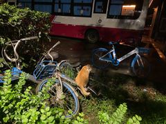 -四川大学(华西校区)