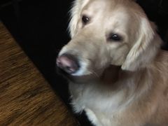 -百好乐宠物友好餐厅(朝外大街店)