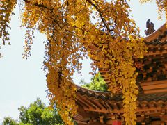 -上海东林寺(金山区)