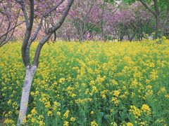 -西北湖绿化广场