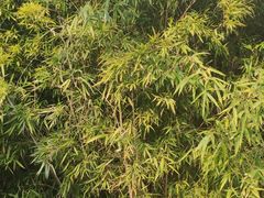 -白塘生态植物园