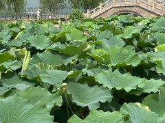 -云龙湖旅游景区