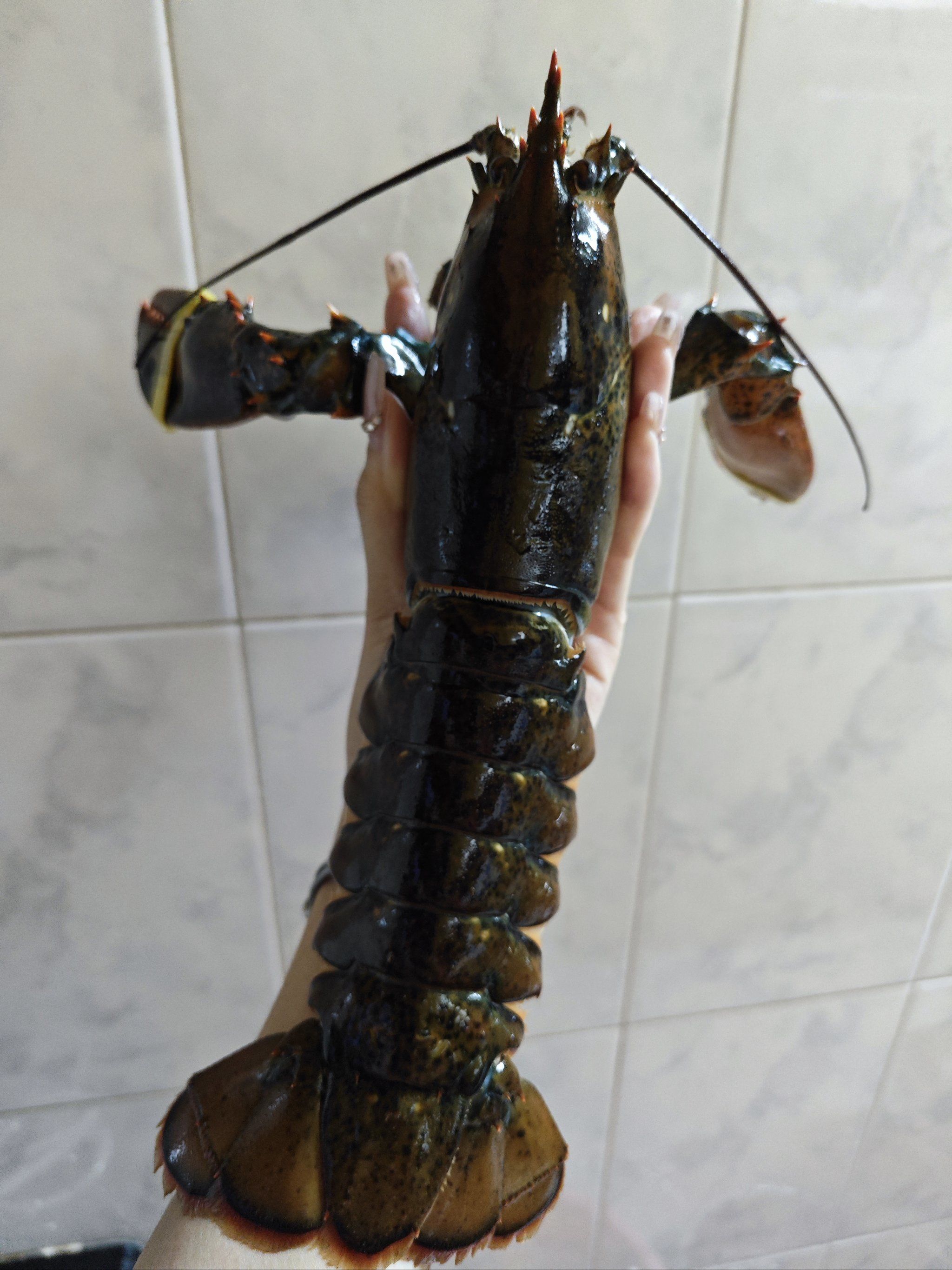 80不到可以吃到波士顿龙虾