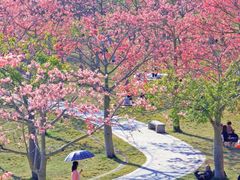 -风云岭森林公园