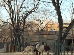景点 羊驼-北京动物园