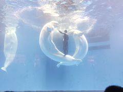 -海合安成都极地海洋公园