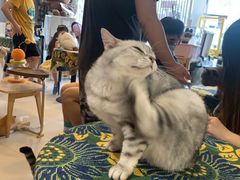 -平行世界·猫咖(首经贸店)
