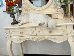 -共舞时光猫咖·狗咖(新街口店)