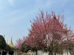 -洛阳白马寺