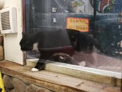 -猫咪博物馆(顶澳仔猫街店)