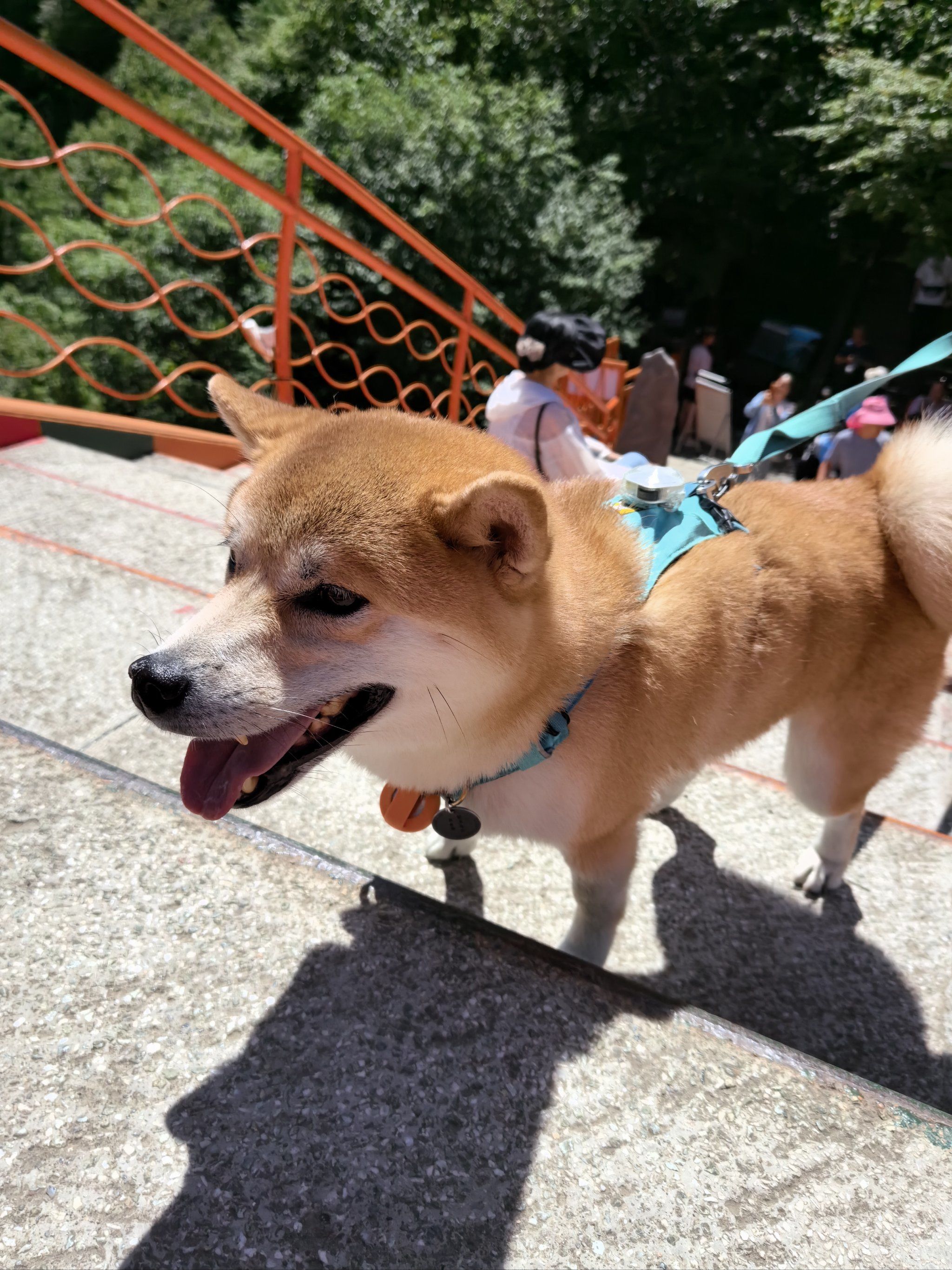 毛手毛脚萌友会 柴[狗头]