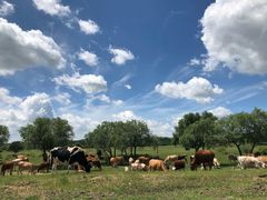 景点二道河沿土路一直往上-塞罕坝国家级自然保护区