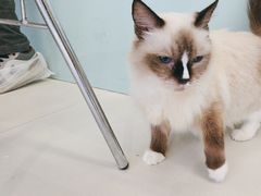 -怪兽屋·羊驼·猫咖·狗咖(俊华广场店)