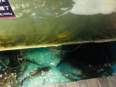 -老凯俚酸汤鱼(鸿通城店)