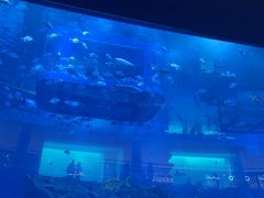 -迪拜水族馆及水下动物园