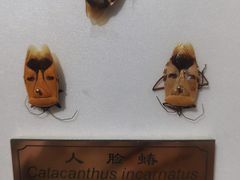 -上海昆虫博物馆