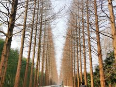 -黄海国家森林公园