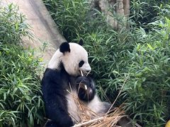 -海南热带野生动植物园
