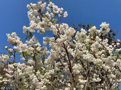 -天适樱花悠乐园