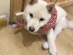 -柴犬小屋·柴餐厅·狗咖食堂(金鼎广场店)