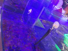 -小天鹅戴斯酒店鲸鲨百汇创作料理