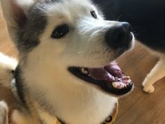 -Husky Go! 哈士奇体验馆·宠物咖啡厅狗咖