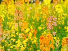 -三圣花乡旅游区