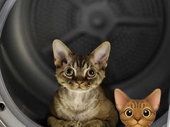 -山宅一喵德文卷毛猫舍