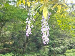 -素山寺森林公园