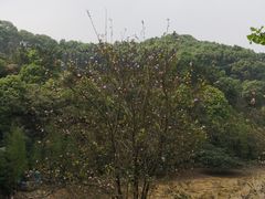 -广州市帽峰山景区