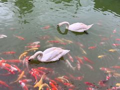-紫马岭公园