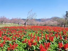 -天适樱花悠乐园