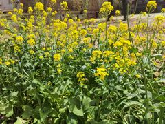 -惠丰源烩面馆(经七路店)