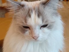 -有喵·猫咖·狗咖·30几只猫10只小狗(岗厦店)