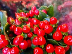 -循礼门鲜花花市(武汉循礼门店)