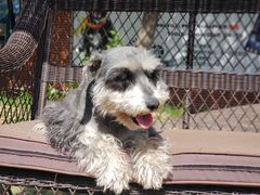 -翊宠yipet猫狗购宠庄园犬舍•猫舍