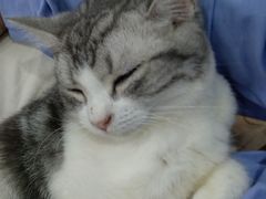 -糯米喵星人·撸猫猫舍咖啡馆(西市场嘉华店)