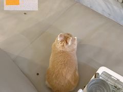 -立德异宠动物医院.兔鸟爬.内窥镜(天河店)