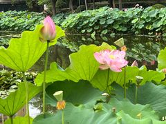 -陈家山荷花公园