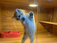 -猫十亿·布偶金渐层·曼基康矮脚猫舍(青年路店)