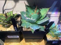 -Rabbit Cafe私房西餐甜点咖啡(栖霞路店)