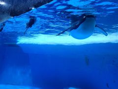 -海合安成都极地海洋公园