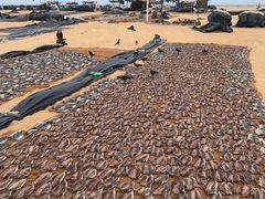 -尼甘布海鲜市场