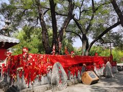 -大槐树寻根祭祖园