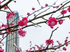 -金沙湖公园